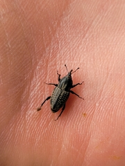 Sphenophorus cicatristriatus