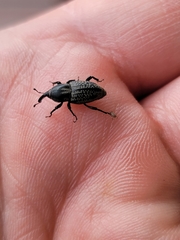 Sphenophorus cicatristriatus
