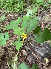 Oxalis grandis