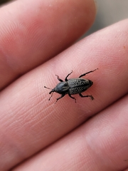 Sphenophorus cicatristriatus
