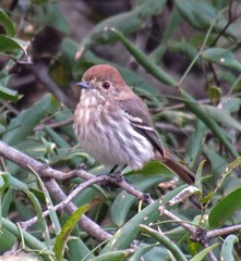 Knipolegus striaticeps