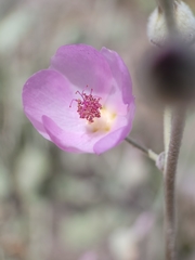 Malacothamnus niveus