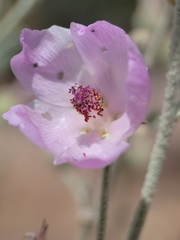 Malacothamnus niveus