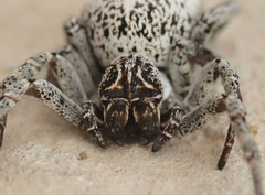 Stegodyphus lineatus