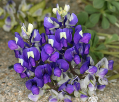 Lupinus odoratus