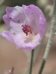 Malacothamnus niveus