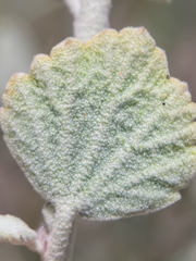 Malacothamnus niveus