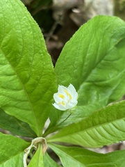Lysimachia borealis