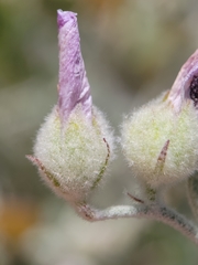 Malacothamnus niveus