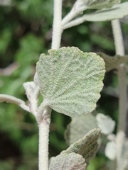 Malacothamnus niveus