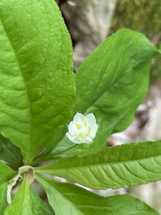 Lysimachia borealis