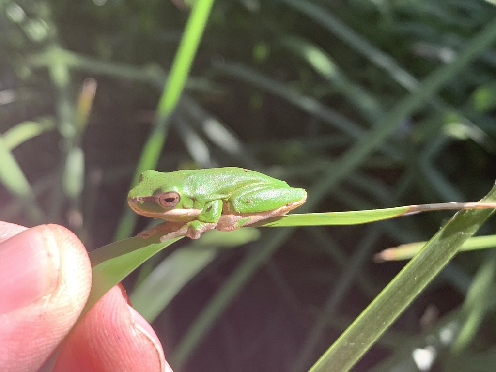 Eastern Dwarf Tree Frog From Masons Dr, North Parramatta, Nsw, Au On 