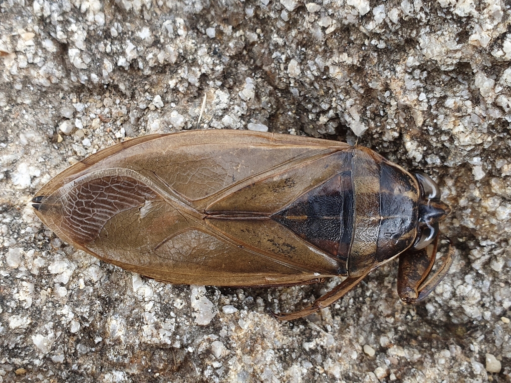 Great Waterbug in June 2022 by Mehdi Chetibi · iNaturalist