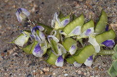 Lupinus odoratus