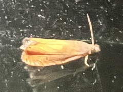 Dichrorampha bittana