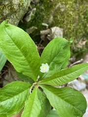 Lysimachia borealis