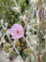 Malacothamnus niveus