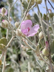 Malacothamnus niveus