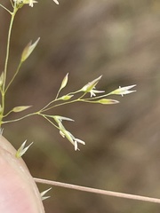 Agrostis pallens