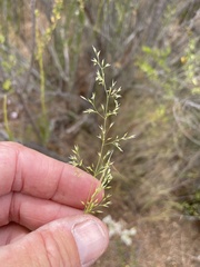 Agrostis pallens