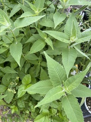Monarda bradburiana