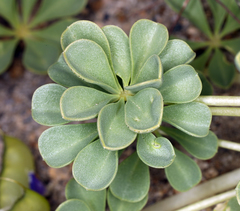 Lupinus odoratus