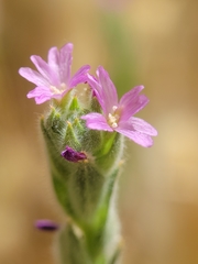Epilobium densiflorum