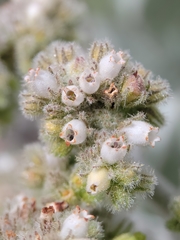 Eriodictyon tomentosum