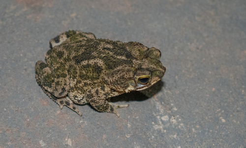 Rhinella merianae