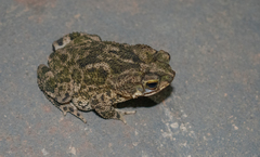 Rhinella merianae