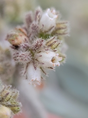 Eriodictyon tomentosum