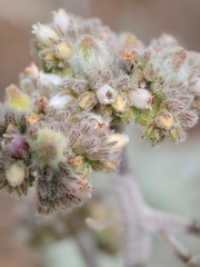 Eriodictyon tomentosum