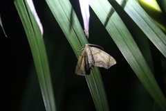 Achrosis incitata