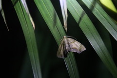 Achrosis incitata
