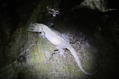 Hemidactylus garnotii