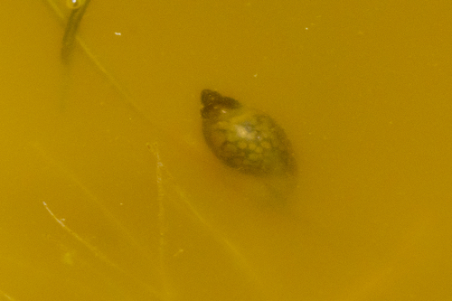 iNaturalist observation photo of Physella