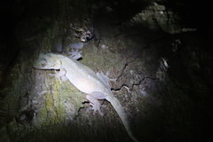 Hemidactylus garnotii