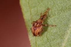 Nanophyes marmoratus
