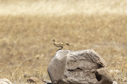 iNaturalist observation photo of Horned Lark