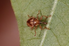 Nanophyes marmoratus