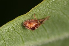 Nanophyes marmoratus