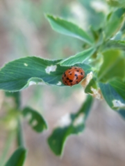Subcoccinella vigintiquatuorpunctata