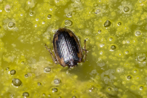 iNaturalist observation photo of Tule Beetle