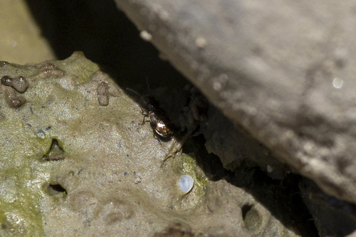 iNaturalist observation photo of Bembidion