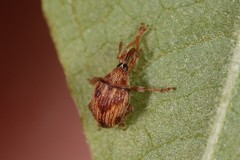 Nanophyes marmoratus