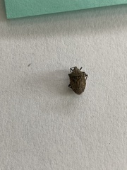 Prionosoma podopioides