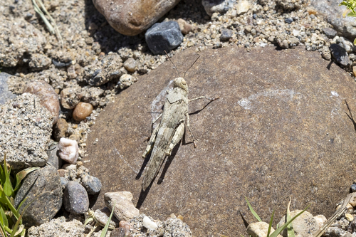 iNaturalist observation photo of Pallid-winged Grasshopper