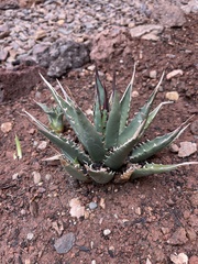 Agave utahensis
