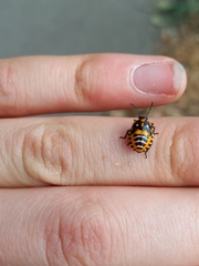 Murgantia histrionica