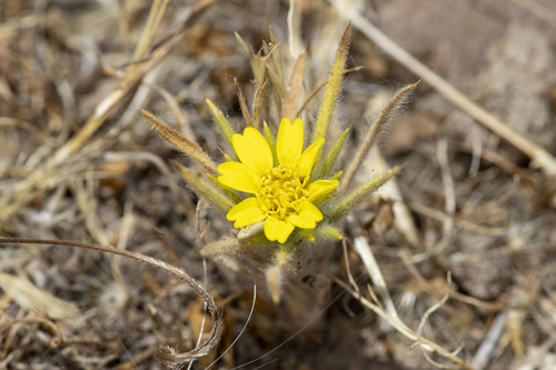 iNaturalist observation photo of Fitch's tarweed